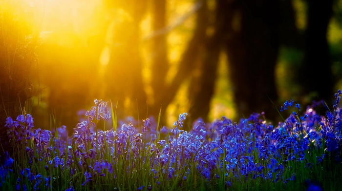 light, flowers, nature