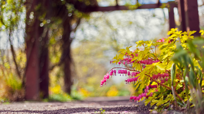 runway, pink, flowers