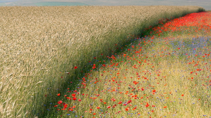 nature, poppies, field