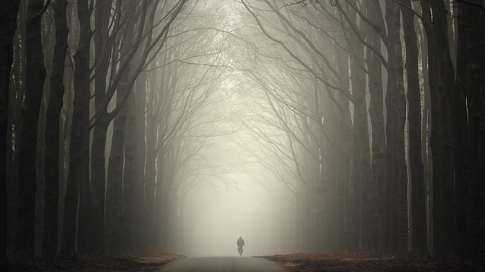 men, mist, autumn, nature, road, forest