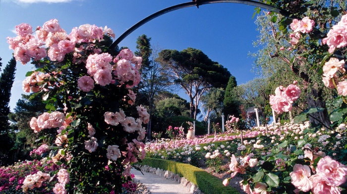 nature, park