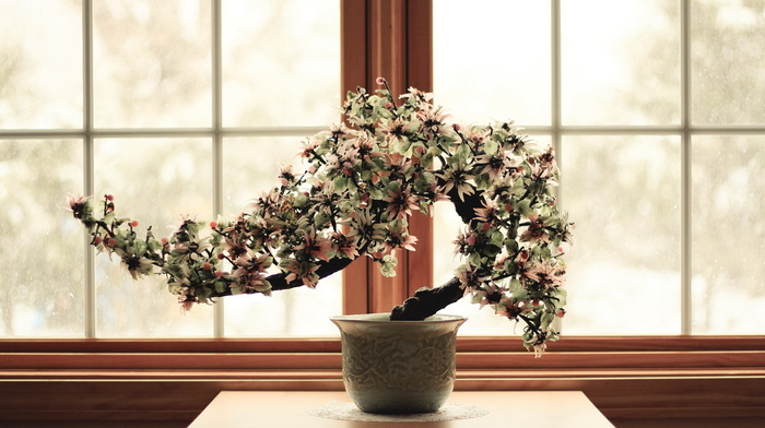 window, flowers, flower