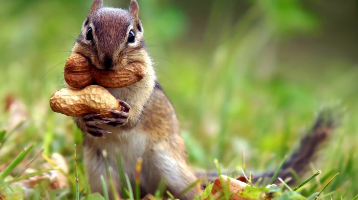 animals, grass