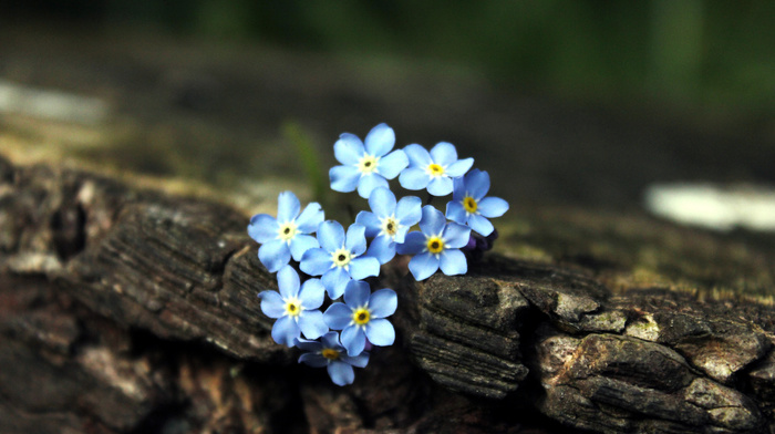 flowers, tree