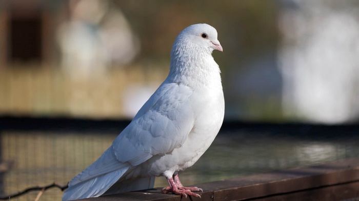 animals, bird, white