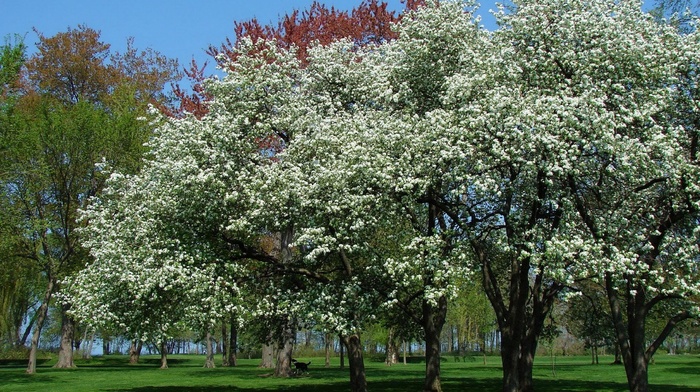 landscape, spring