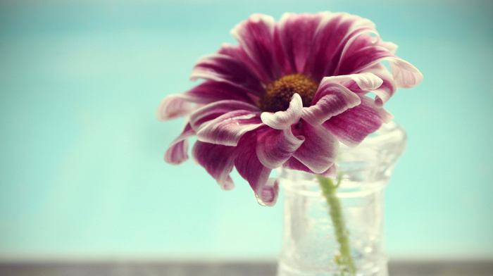 flower, vase, water, petals, macro, flowers