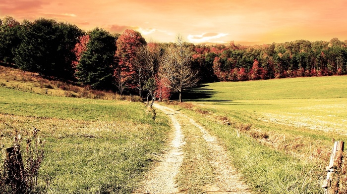 trees, grass, autumn