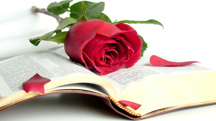 book, rose, beauty, stunner