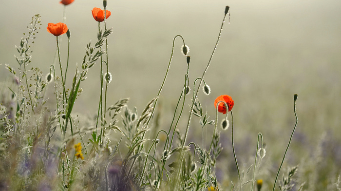 poppies, flowers, game, morning, dew, drops