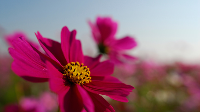 pink, flowers, flower