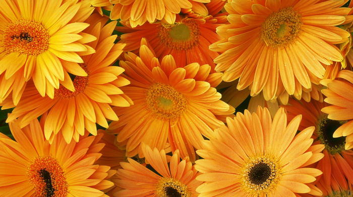 bouquet, flowers, orange