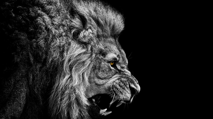 lion, background, animals, nature