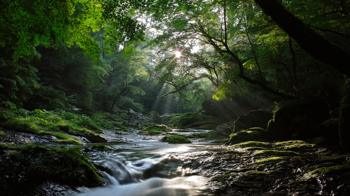 forest, light, nature, river