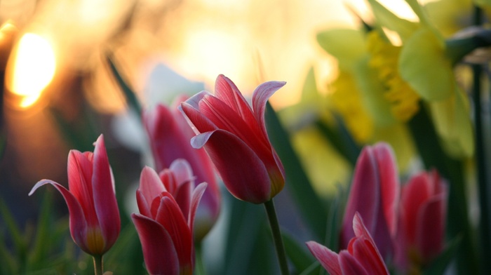 flowers, motion blur, bokeh, nature, tulips