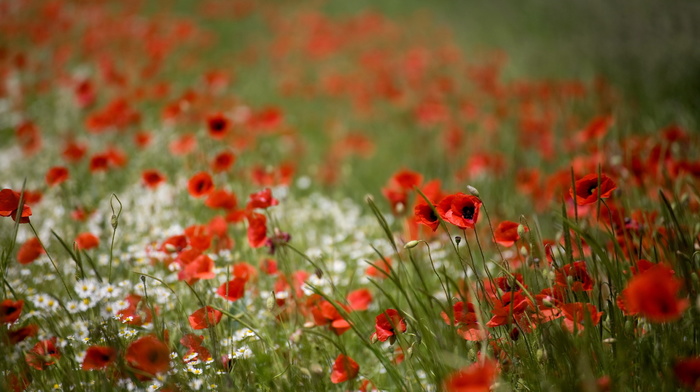 poppies, field, nature