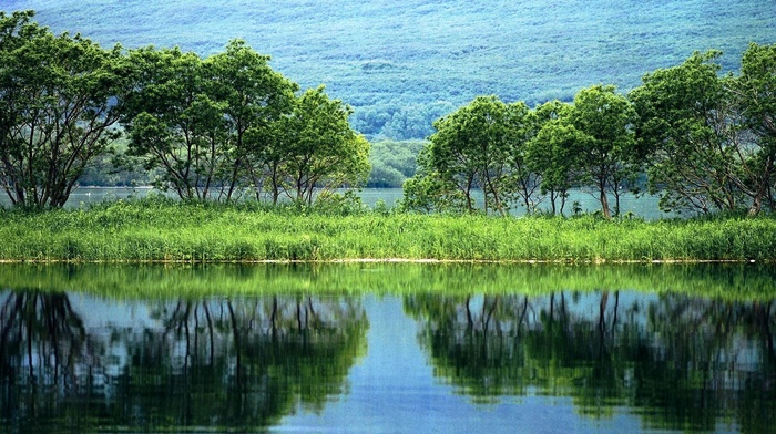 nature, greenery, plants, landscape