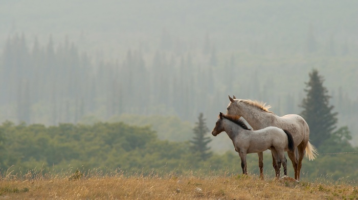 landscape, nature, animals