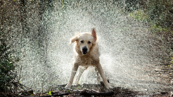 animals, drops, splash, water, dog
