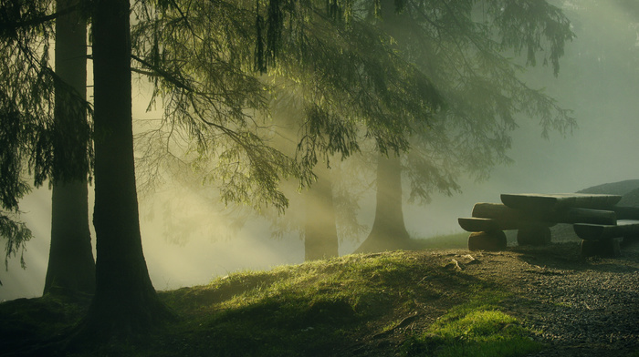 nature, morning, trees, forest