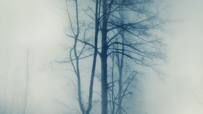 trees, mist, nature
