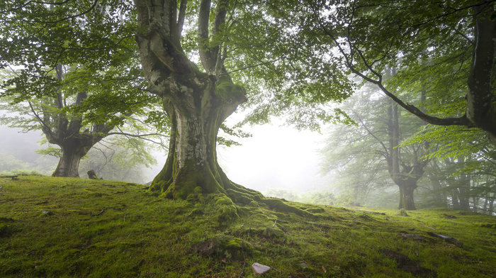 nature, forest