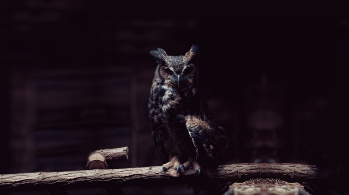 owl, birds, dark