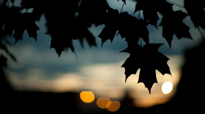 bokeh, photography, leaves, nature, silhouette