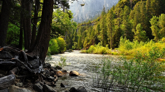 rock, nature, hill, trees, water