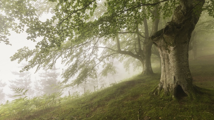 nature
