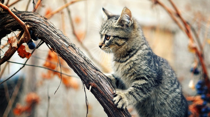 tree, animals, cat, sitting