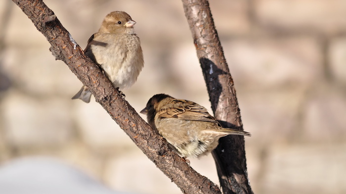 Sun, spring, animals