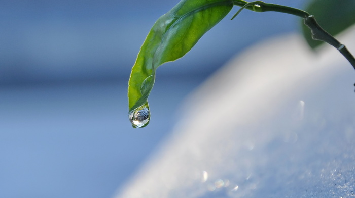 leaf, macro, Sun, snow