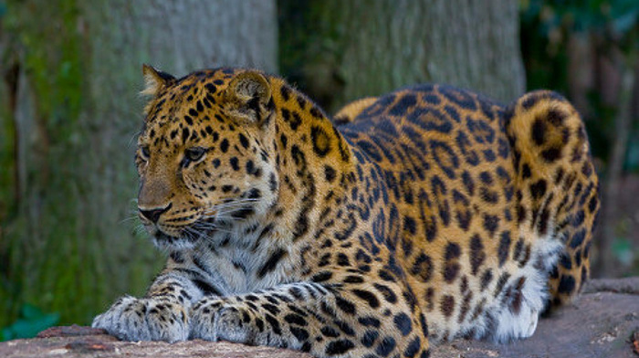 leopard, nature, animals