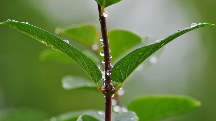 macro, drops, rain, greenery, branch, leaves