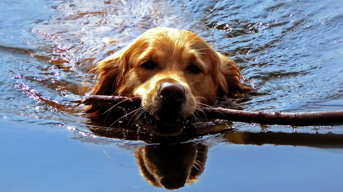 water, animals, dog