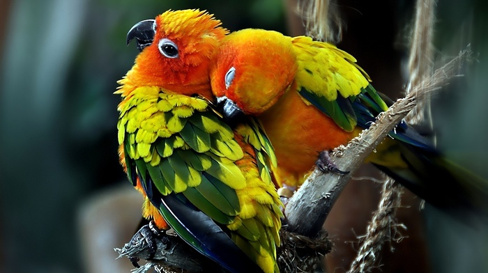 birds, couple, love, animals