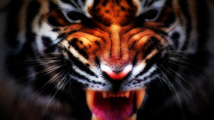 tiger, stunner