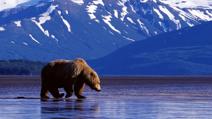 bear, background, mountain, animals, water