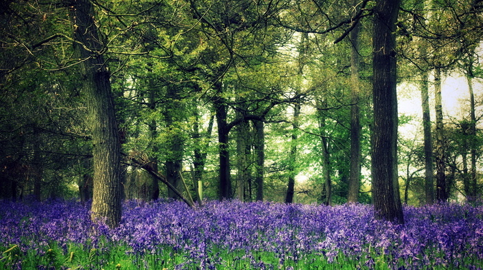 forest, flowers, nature, trees