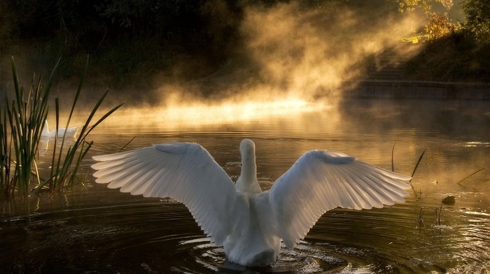 rays, lake, animals, wings, light, white, feathers