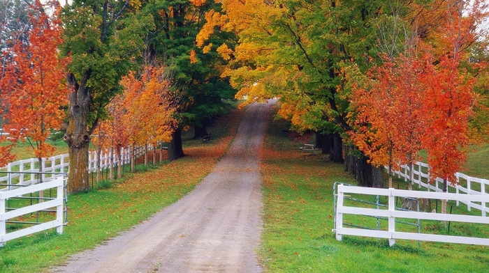 nature, fence, forest, autumn, road