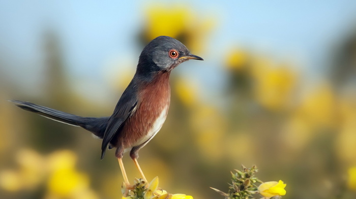 background, bird, animals, nature