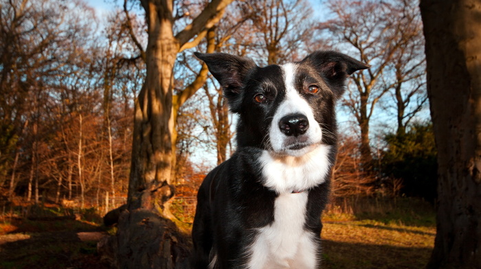 dog, animals, park