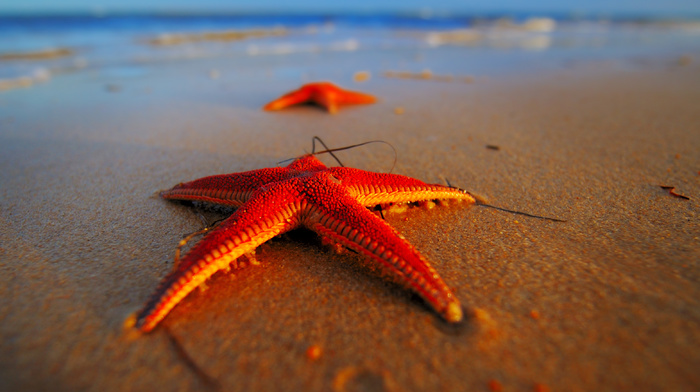 beach, sea, stars, macro