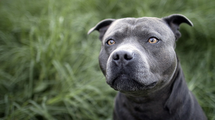 sight, animals, dog, field