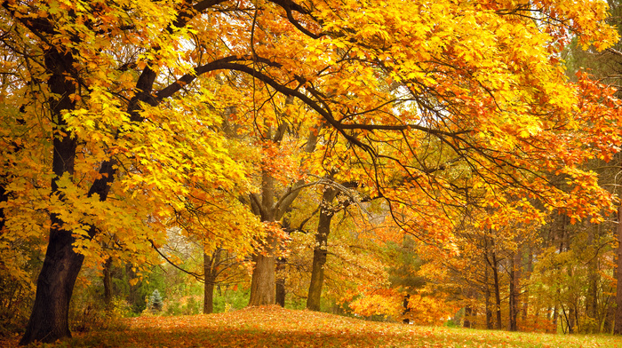 autumn, park, glade, trees, forest