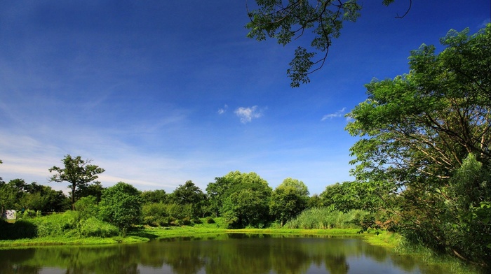 nature, park, trees