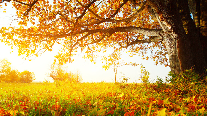 grass, autumn, trees