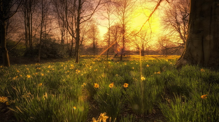 nature, sunset, light, trees, flowers